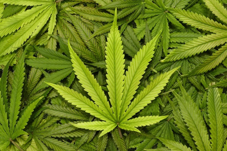 Bondy : Des dealers livrent par erreur 67 kg de cannabis... aux policiers