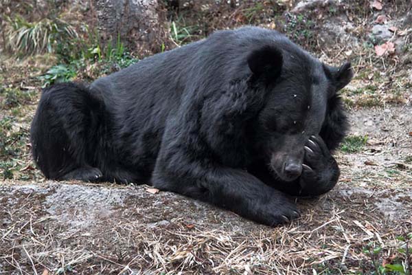 Chine : Une propriétaire croyait avoir acheté un chiot, c’était un ours