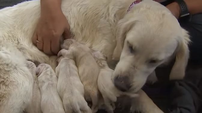 Floride : Une chienne donne naissance à huit chiots dans un aéroport