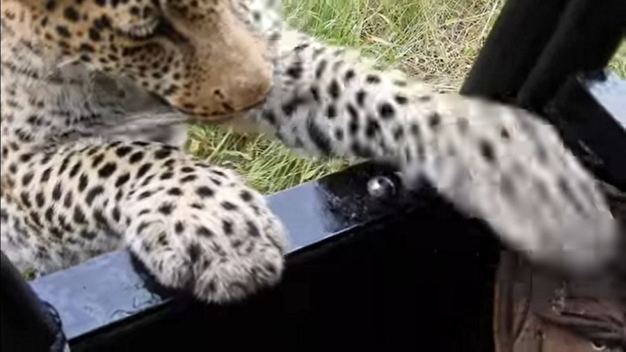 Frayeur : Quand un léopard croque la chaussure d'un touriste...