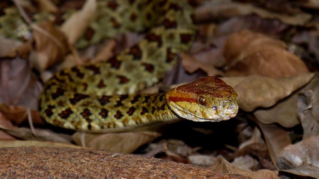 Inde : Mordue par un serpent, elle tue son bébé en l'allaitant