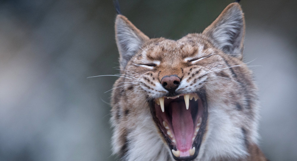 Une Américaine  attaquée par un lynx enragé parvient à le tuer à mains nus !