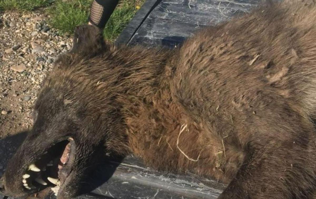 Un animal entre l'ours et le loup tué aux Etats-Unis