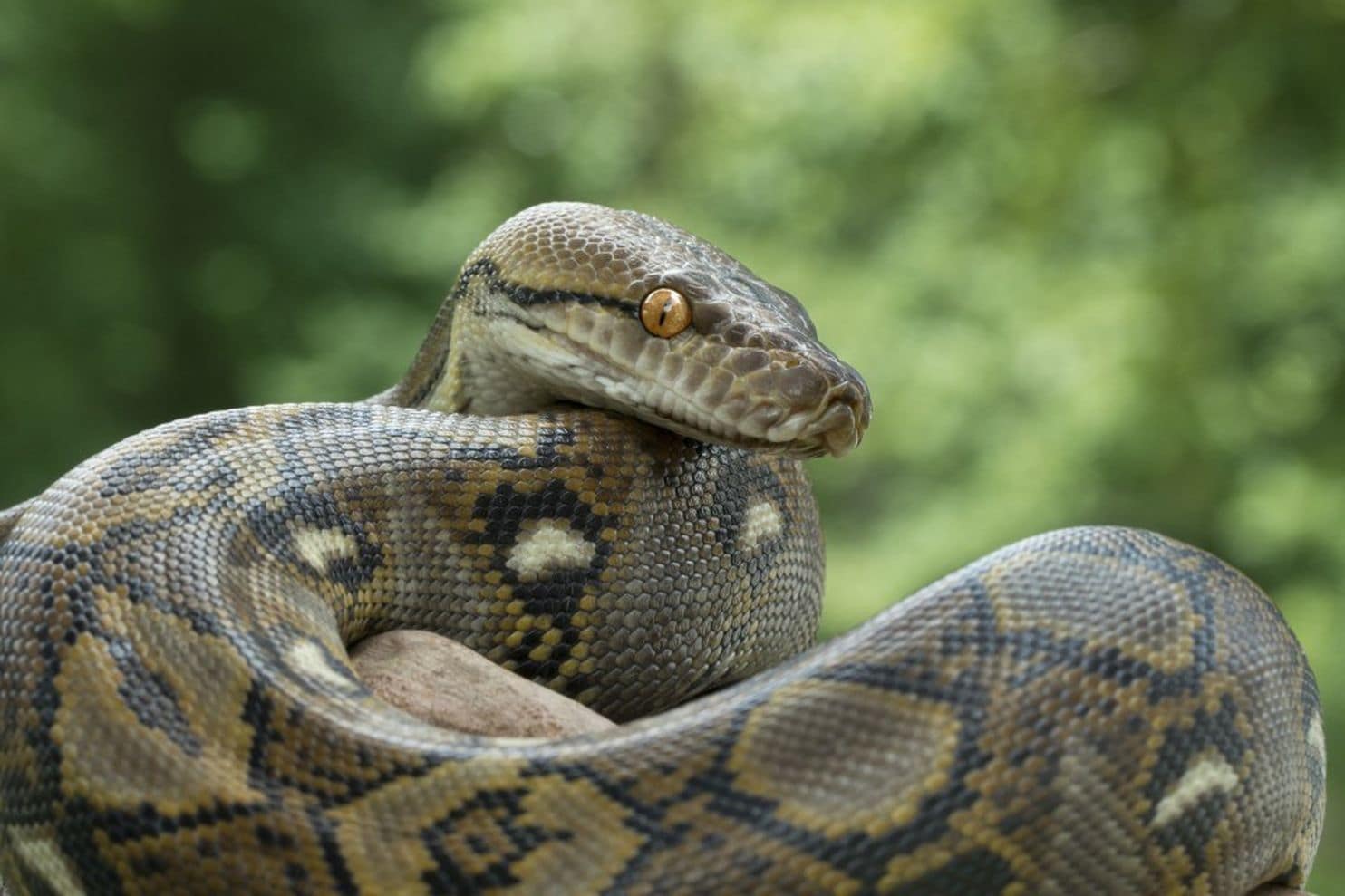 Thaïlande : Ces hommes sauvent un chien d’un immense python qui en avait fait sa proie !