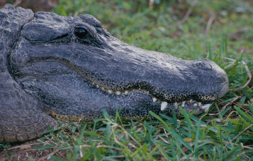Floride : Un alligator assomme l'agent venu le capturer !