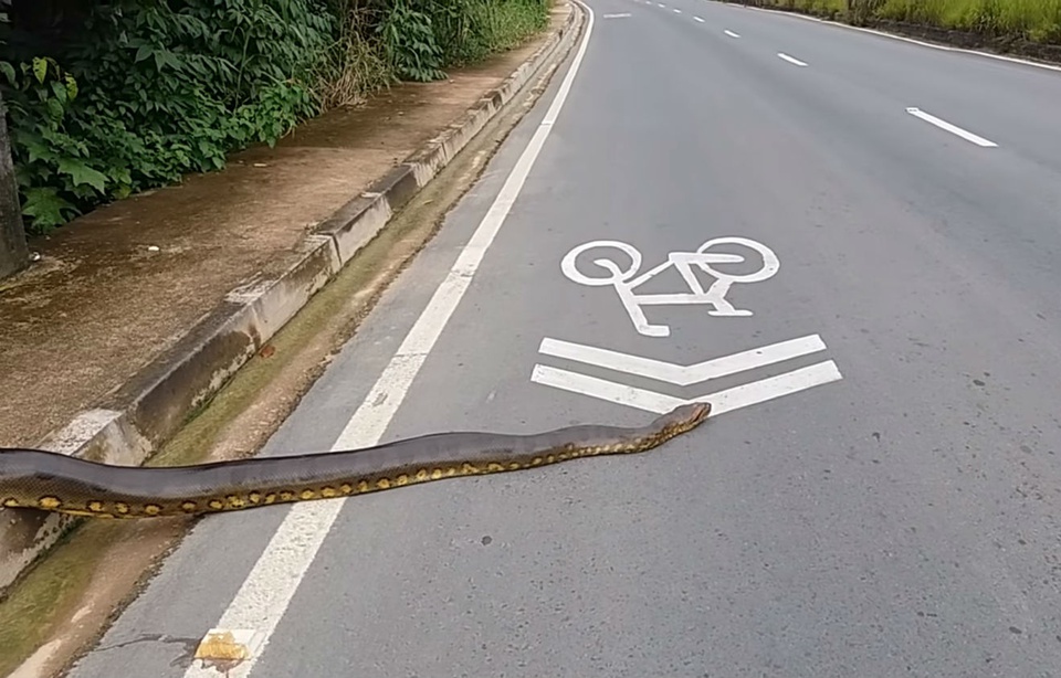 Quand un anaconda de plus de 3 mètres traverse la route au Brésil
