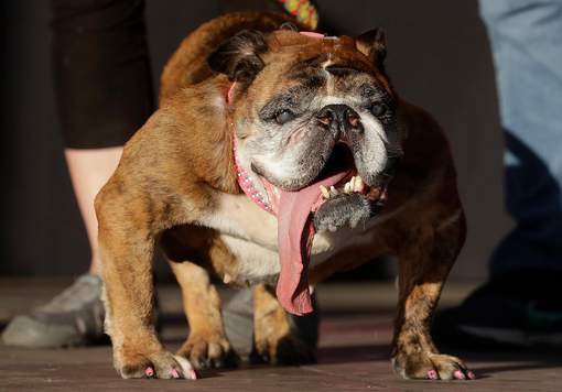 Voici le chien... le plus laid au monde !