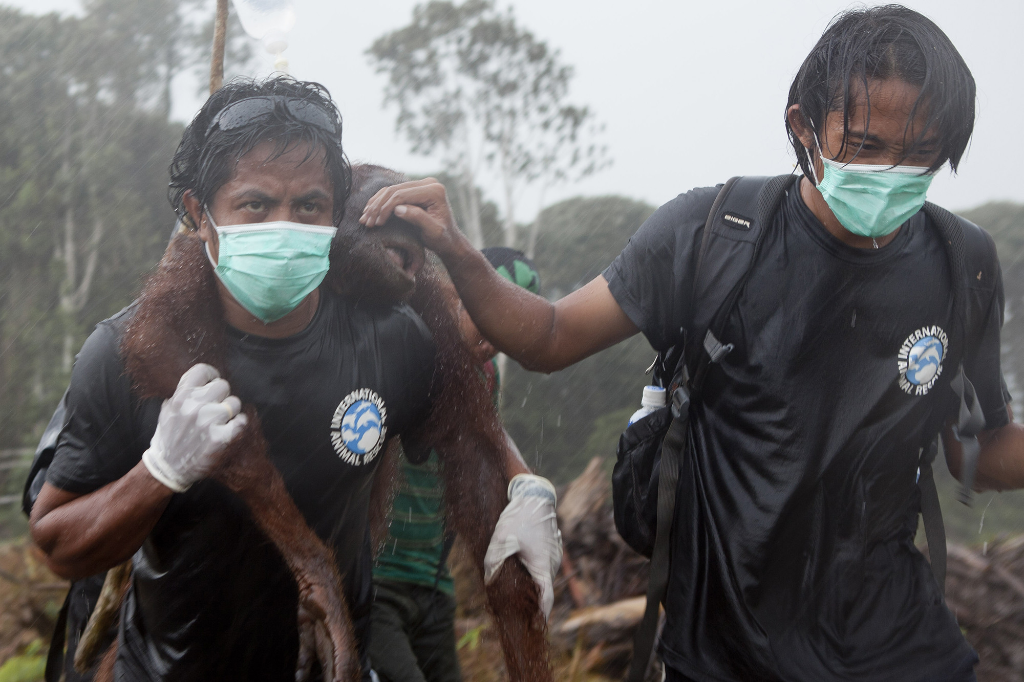 Bornéo : Un orang-outan lutte contre un bulldozer qui abat sa forêt