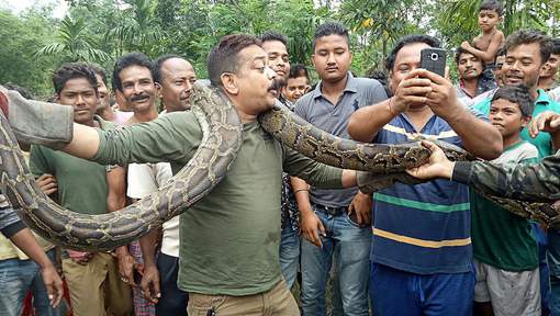 Inde : Après avoir fait le show avec un python, un garde forestier échappe de justesse à la mort