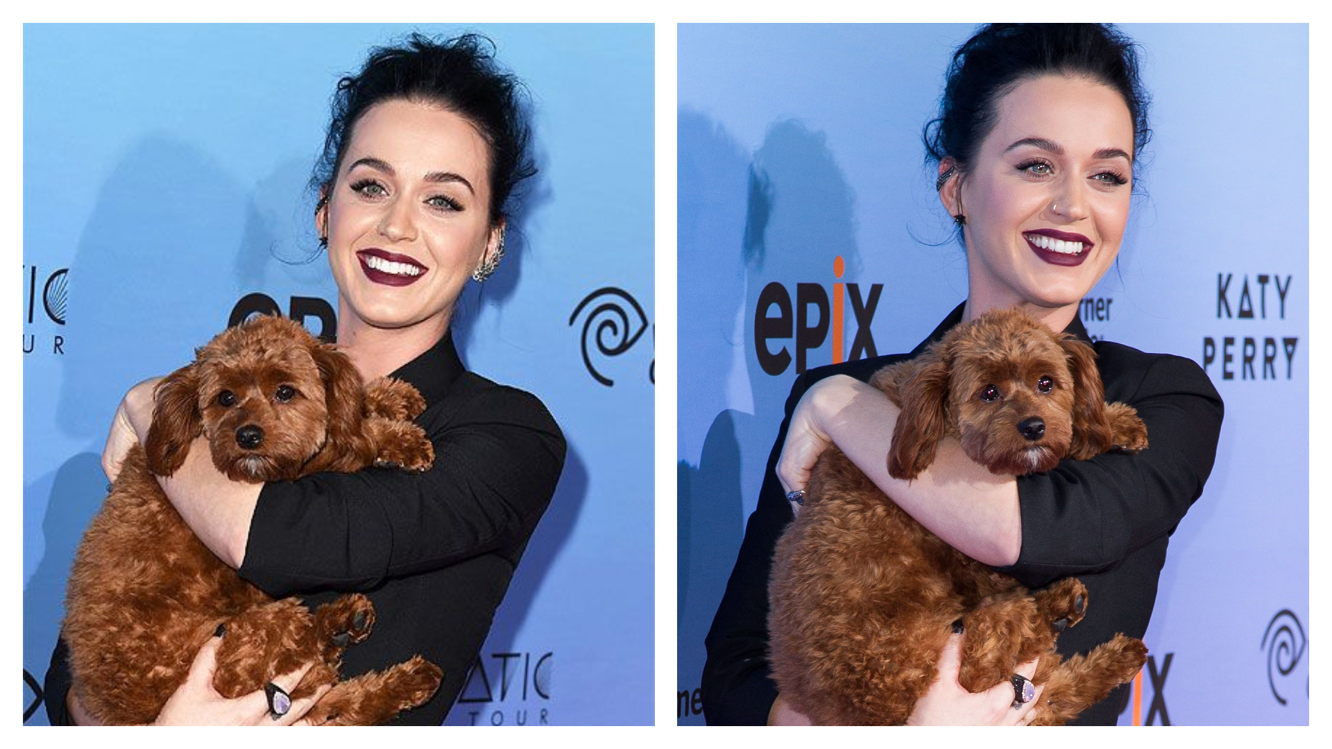 L'assistante de Katy Perry devient un héros après avoir sauvé le chien de la chanteuse