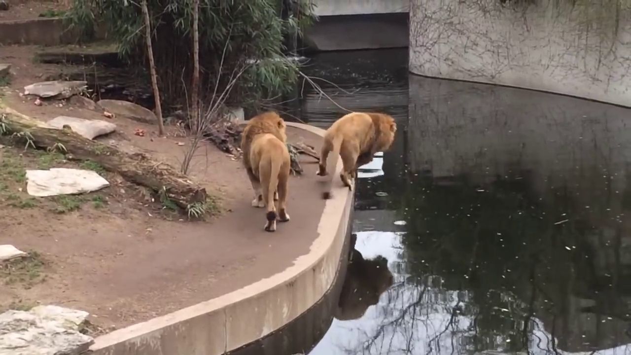 Ce lion chute dans l’eau à cause de sa maladresse !