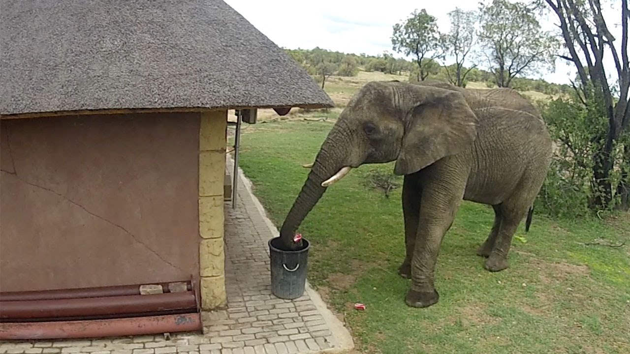 Cet éléphant est un exemple pour un bon nombre d'humains !