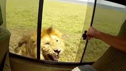 Afrique du Sud : Quand un touriste essaie de caresser un lion lors d'un safari