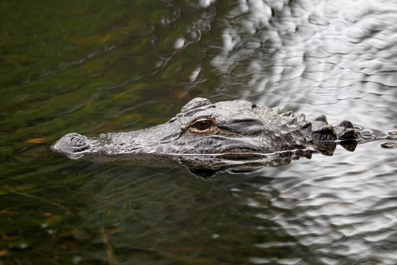 Miami : Dévorée par un alligator alors qu’elle promenait ses chiens