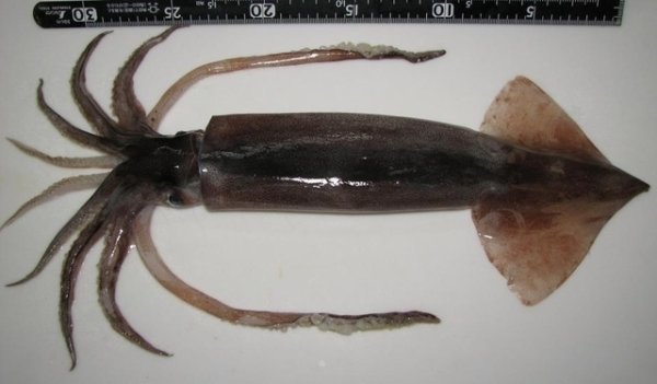 Corée du Sud : Une femme &quot;tombe enceinte&quot; de calamars