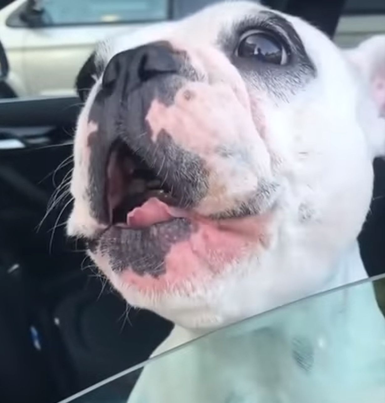 Ce chien « chantant » risque de faire de l’ombre aux plus grandes divas