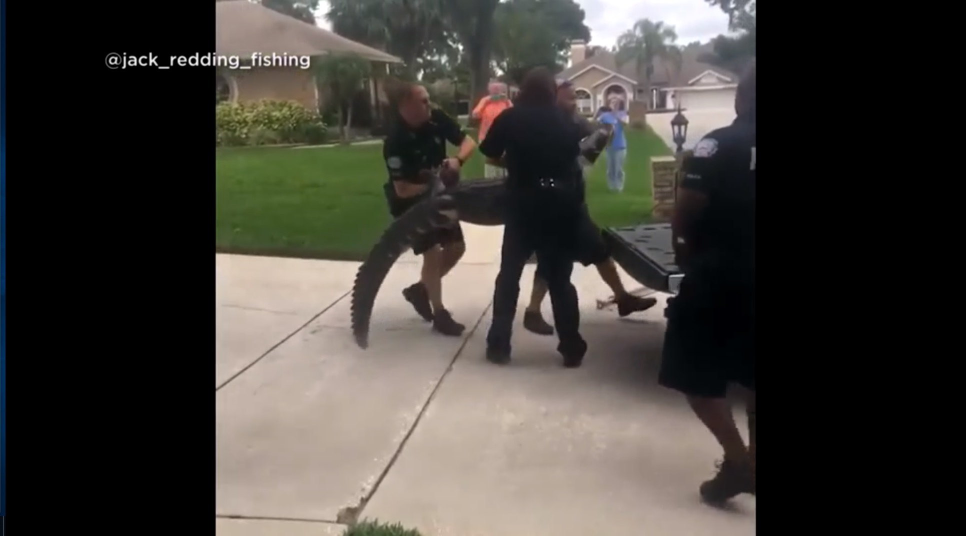 Floride : Un alligator assomme l'agent venu le capturer !