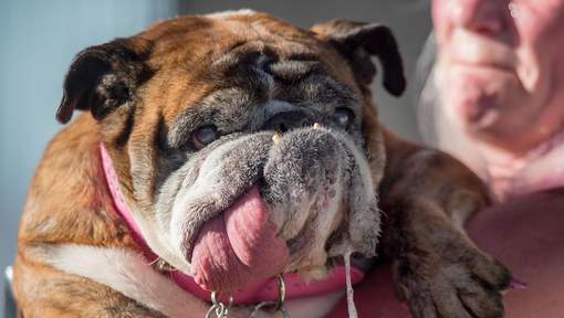 Voici le chien... le plus laid au monde !