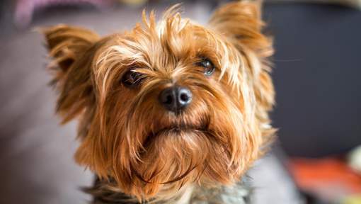 Il obtient un droit de visite pour... sa chienne