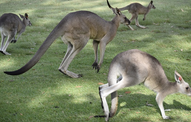 Australie : La ville de Canberra envahie par... des kangourous