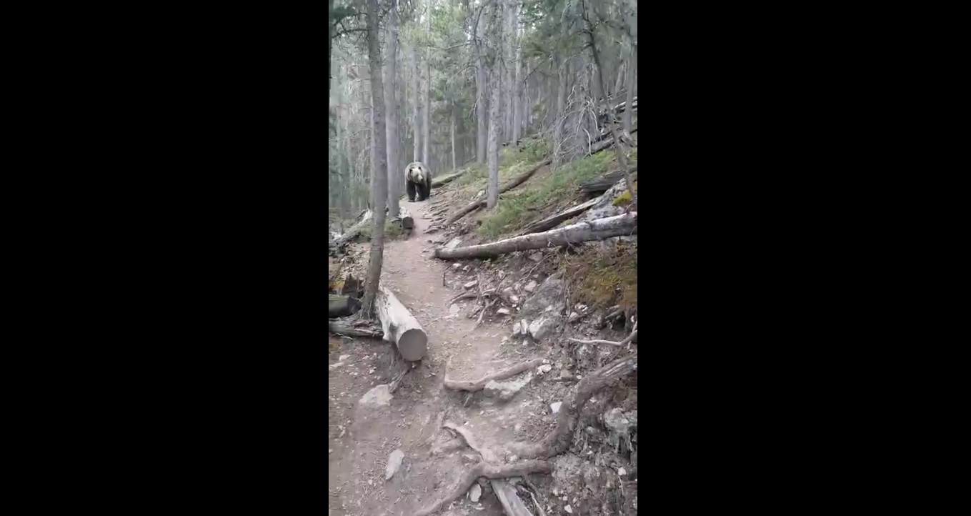Canada : Des touristes tombent nez à nez avec un grizzly