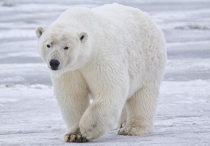 Canada : un homme tué par un ours blanc en voulant protéger ses enfants