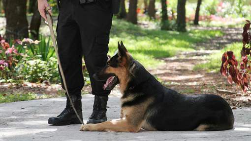 Colombie : La tête de cette chienne a été mise à prix par un cartel de drogue