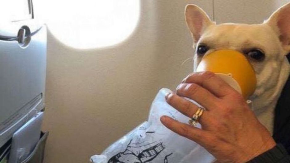 États-Unis : L’équipage de bord d'un avion sauve la vie d’un bouledogue