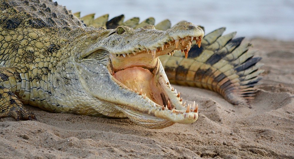 Indonésie : 300 crocodiles massacrés par une foule en colère