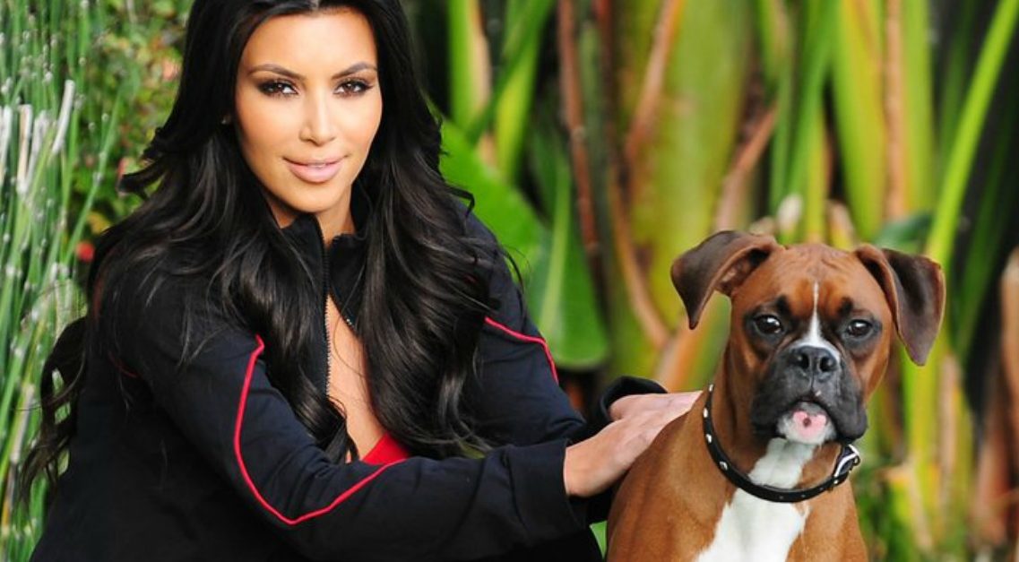 Insolite : Kim Kardashian dépense une fortune pour ajouter des faux testicules à son chien