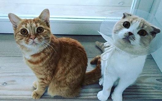 Les chats de ce chanteur ont maintenant un compte Instagram plus attractif que le votre !