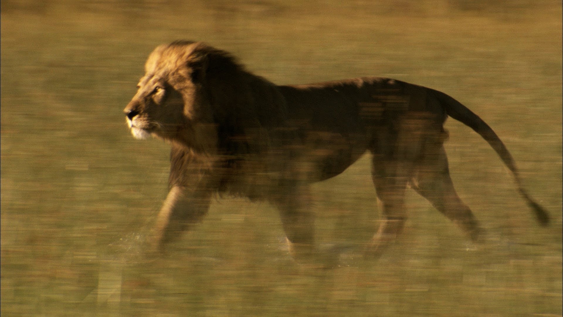 Etats-Unis : Cette journaliste ne fera plus d'interview avec un lion !