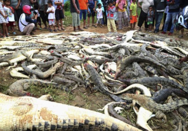 Indonésie : 300 crocodiles massacrés par une foule en colère