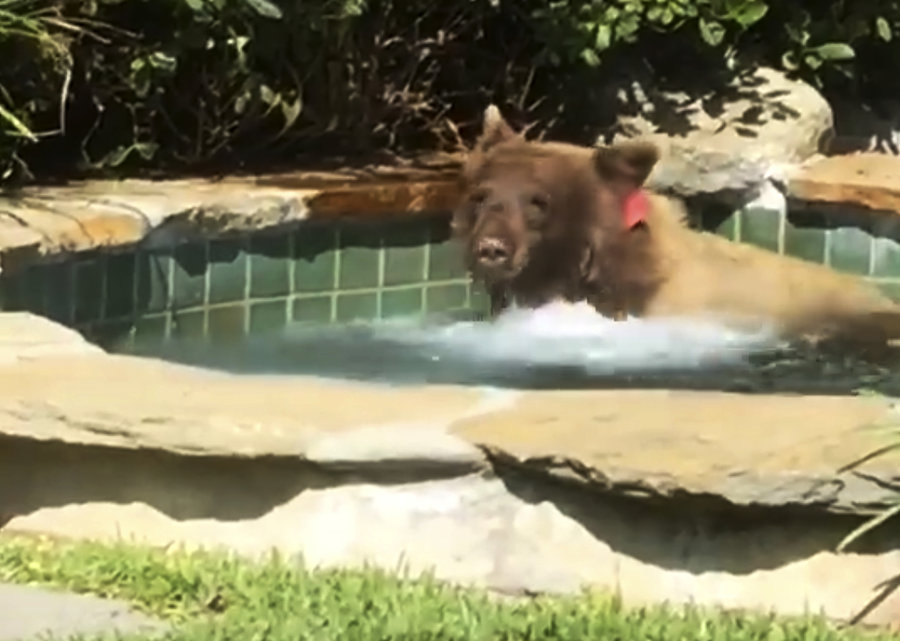 Un ours le rejoint dans le jacuzzi et finit sa margarita