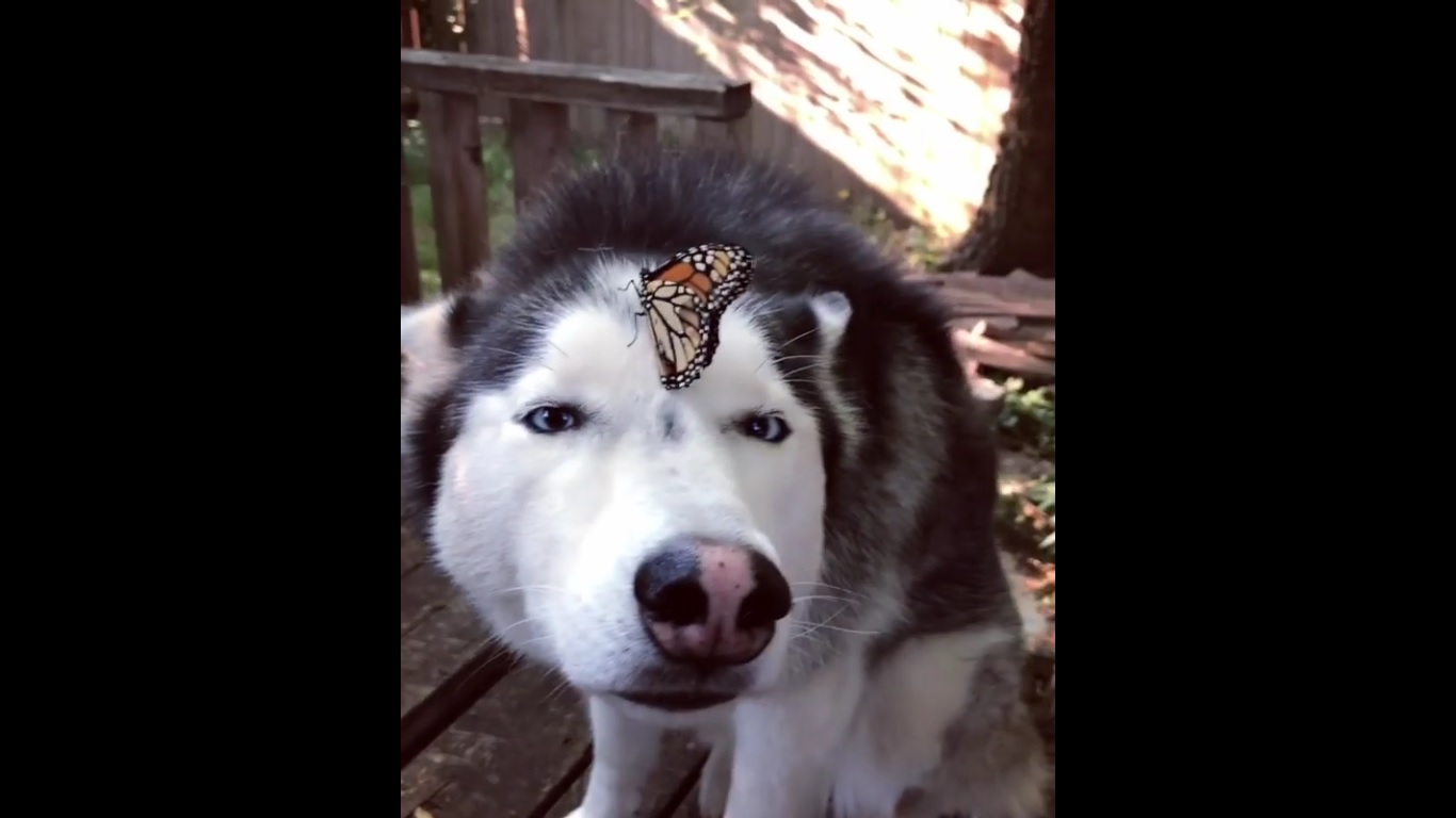 Un papillon se pose sur la tête d'un Husky : sa réaction est attendrissante