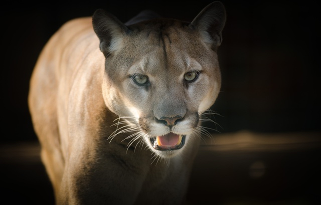 Un puma fait une sieste dans son salon, elle doit attendre 6 heures !