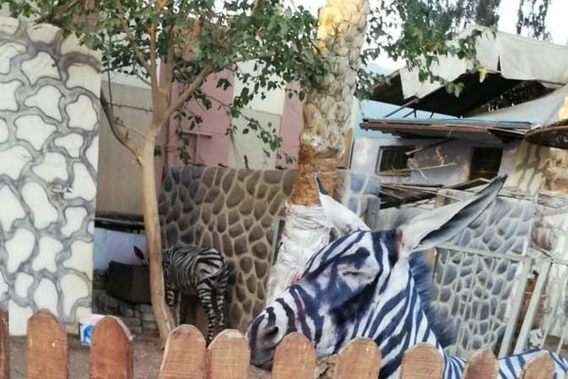 Zoo du Caire : Faute de zèbres, il peint des rayures sur un âne