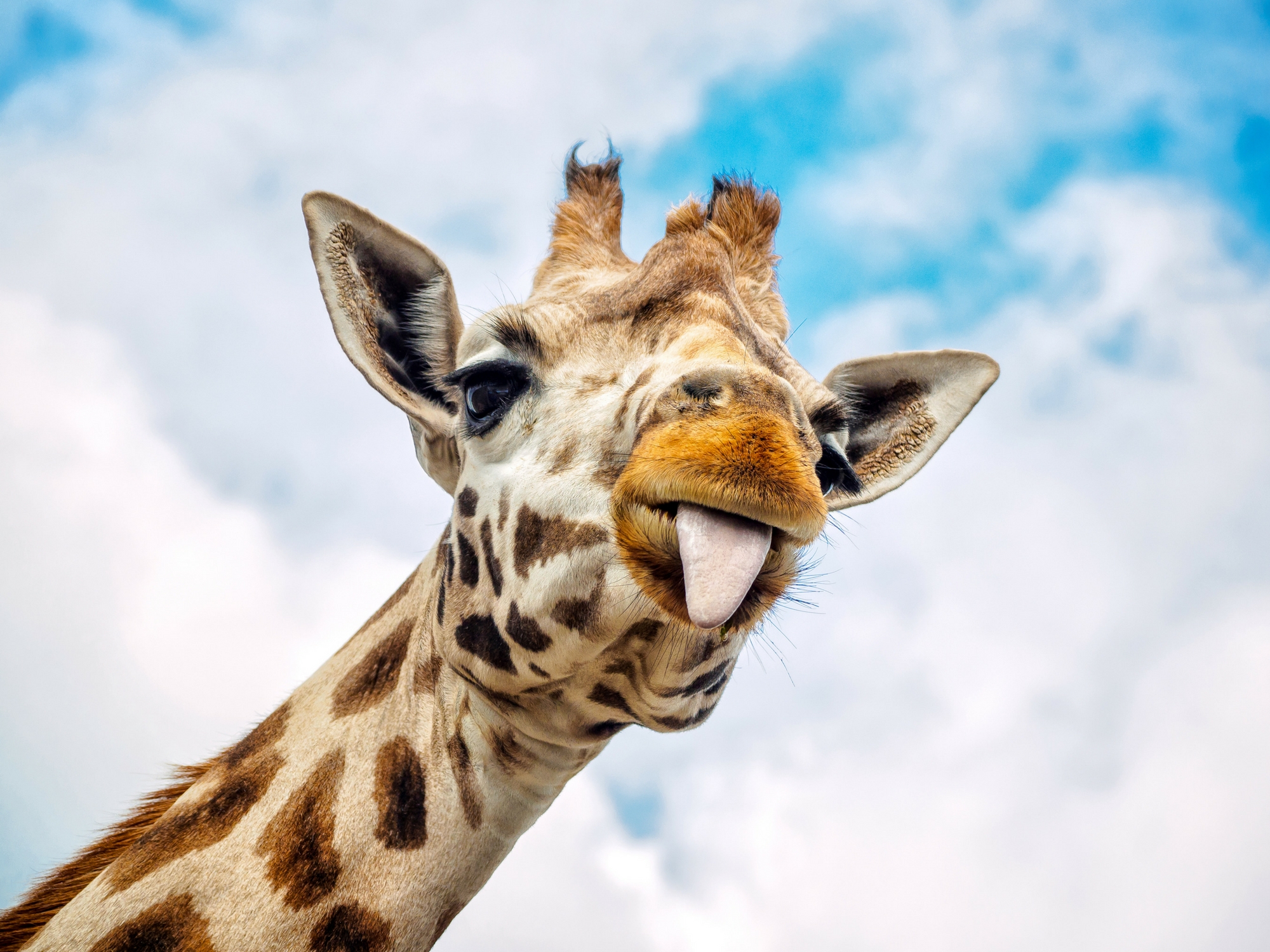 Afrique du sud : Une girafe squatte leurs photos de mariage !
