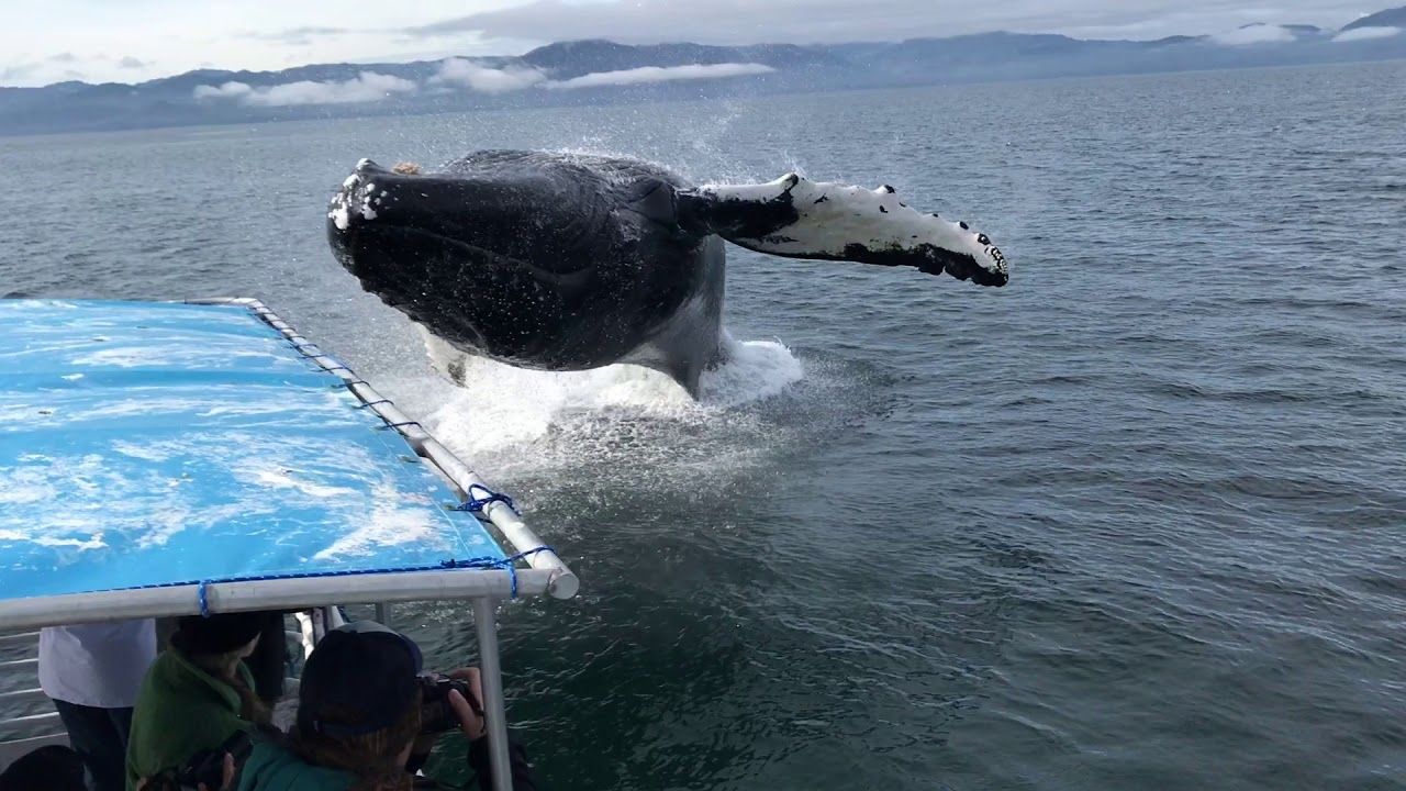 Alaska : Une baleine bondit hors de l'eau et atterrit tout près d'un bateau !
