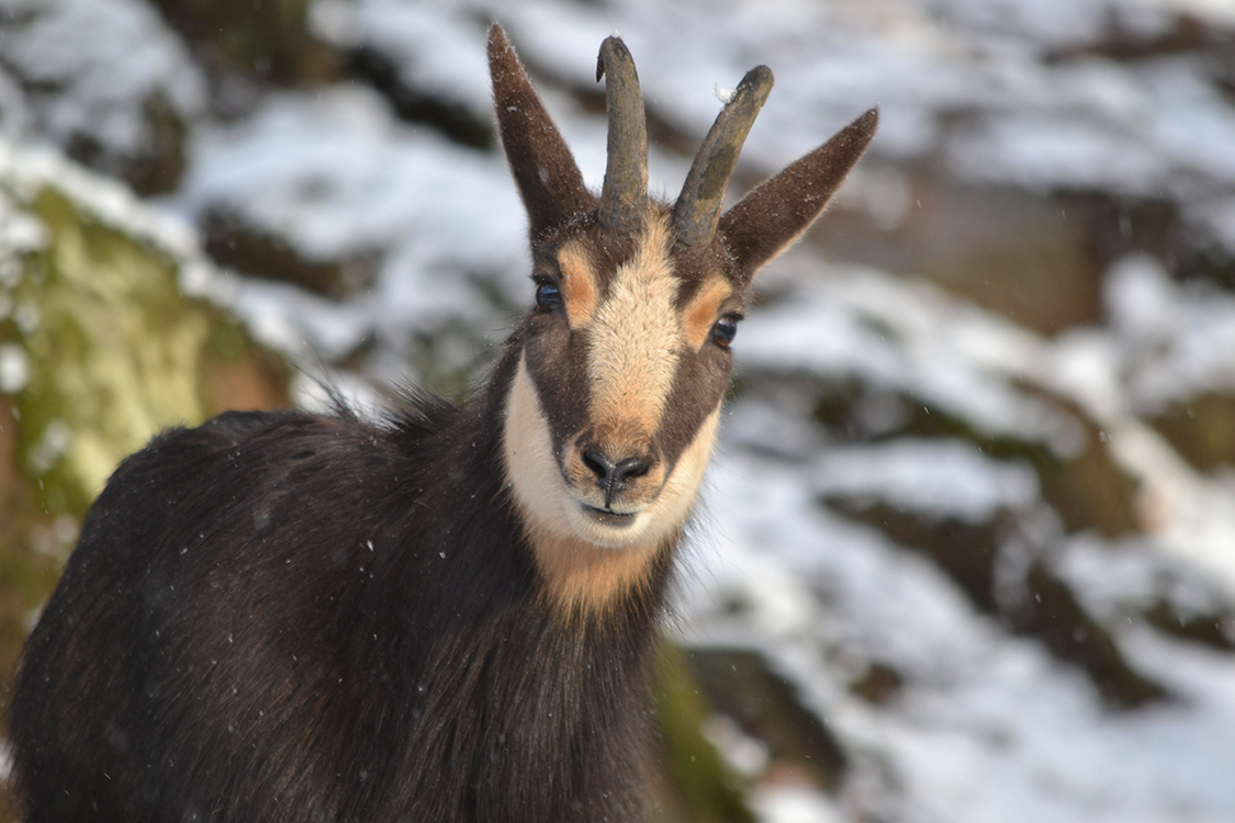 Besançon : un homme attaqué par un chamois lors de son jogging