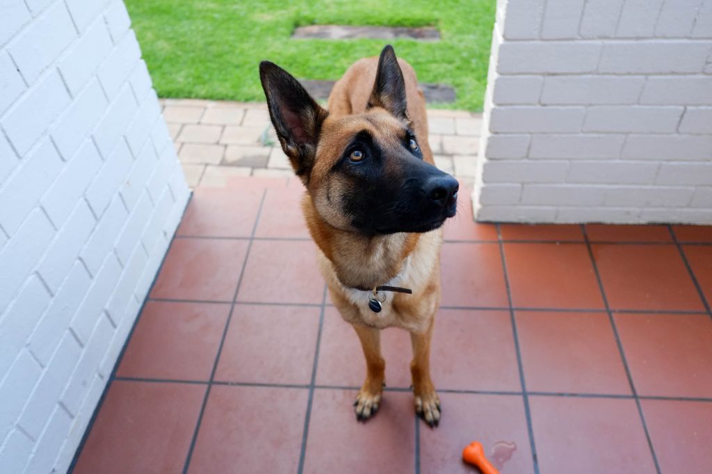 Clichy-sous-Bois : Mort depuis une semaine, son chien avait commencé à manger son cadavre