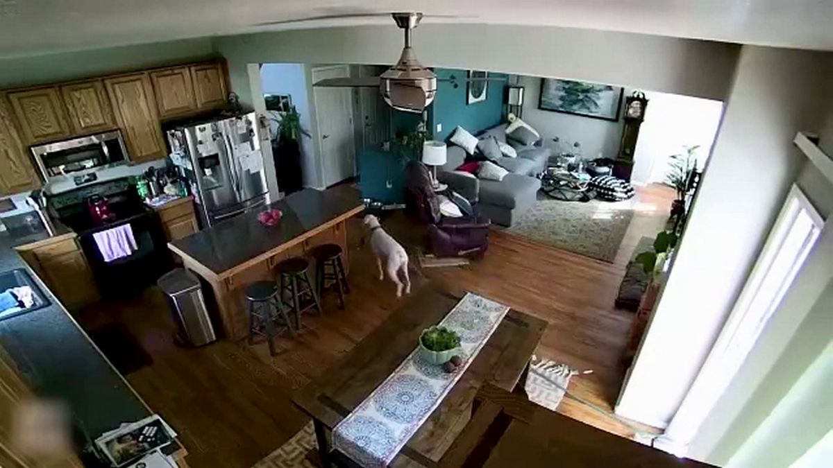 Colorado : Ce chien s'éclate avec un tuyau d'arrosage allumé dans la maison de ses propriétaires !