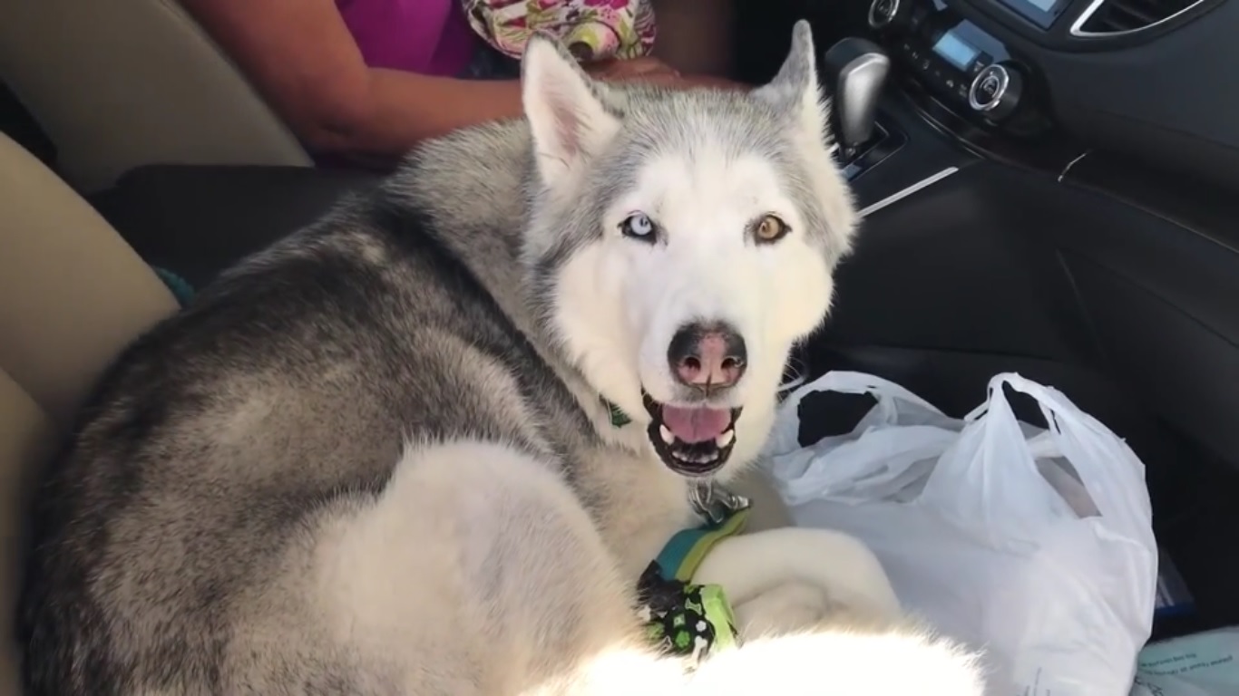 Découvrez Zeus, le Husky têtu qui refuse de laisser le siège avant à ses maîtres !