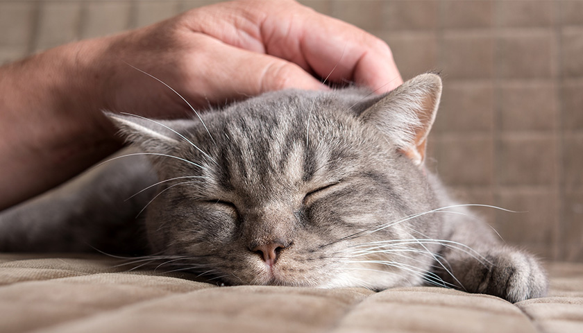 Grèce : Devenez caresseur de chats professionnel