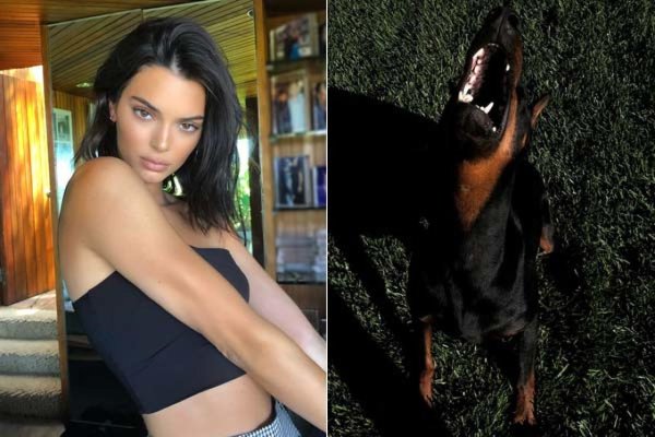 Le doberman de Kendall Jenner mord une fillette !