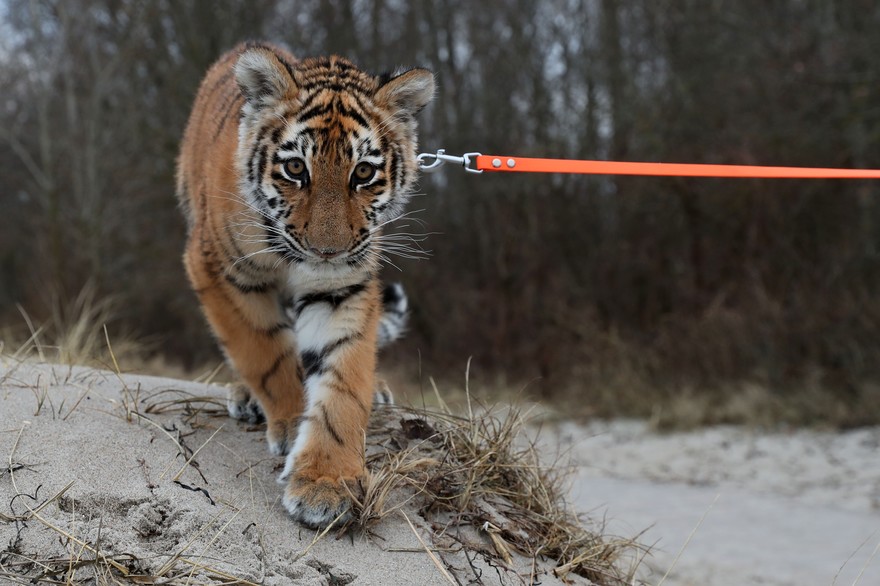 Loire-Atlantique : un bébé tigre en laisse dans un supermarché