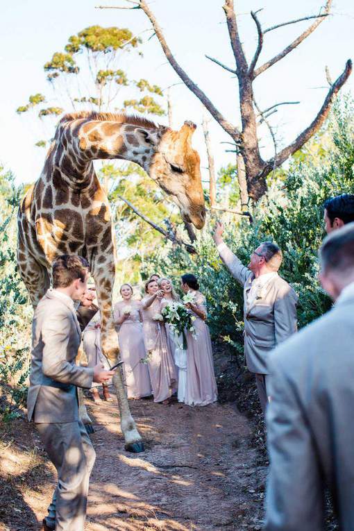 Afrique du sud : Une girafe squatte leurs photos de mariage !