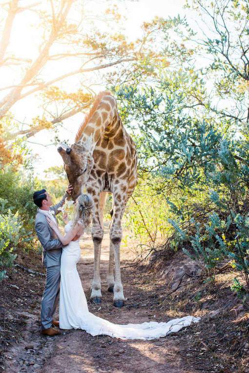 Afrique du sud : Une girafe squatte leurs photos de mariage !