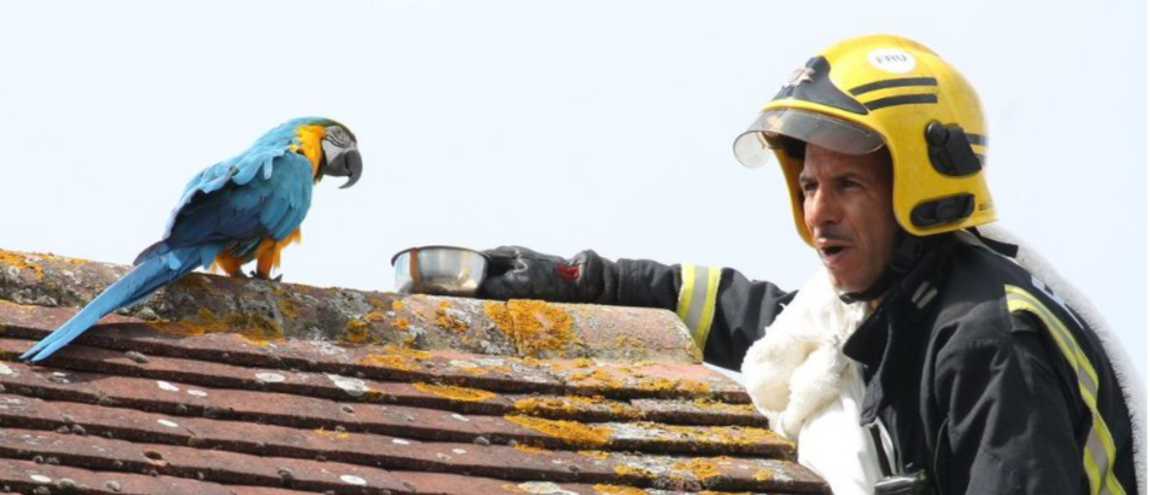 Royaume-Uni : Bloqué sur un toit, un perroquet insulte le pompier qui vient le sauver