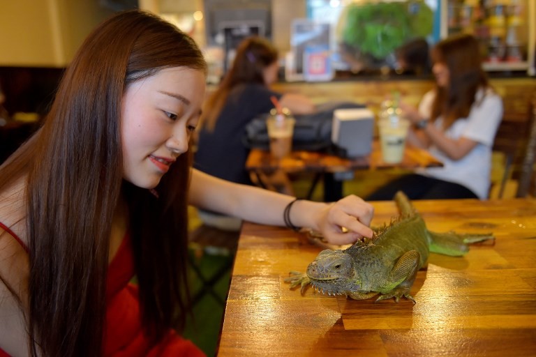 Cambodge : et si vous buviez votre café avec des reptiles ?